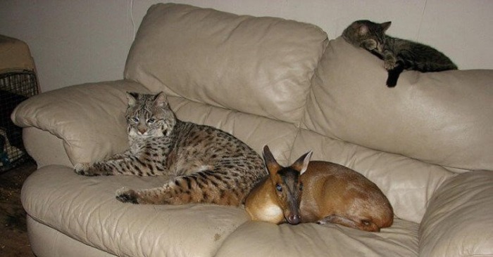  A kind man was able to save a lynx and fawn from the fire, and after that, they live in his house