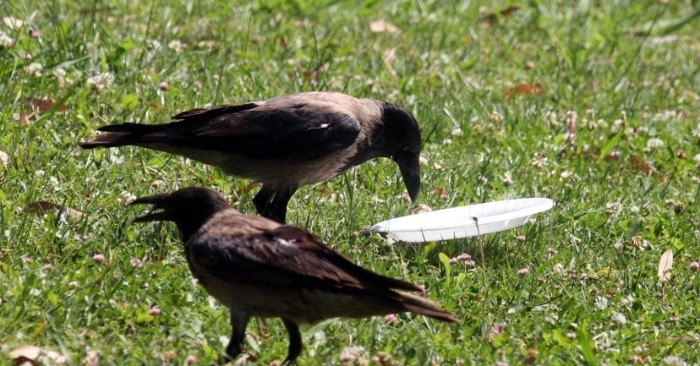  It is great when the ravens learned to collect garbage and show people that nature can take care of itself