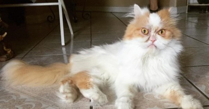  «His face is embarrassed»: the displeased cat has become a superstar of the Internet and he is really interesting