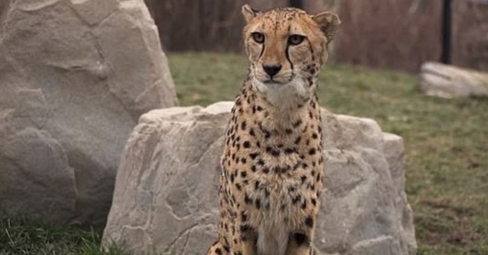  A cute mother cheetah gave birth to unusual cubs and surprised the employees of the Columbus Zoo