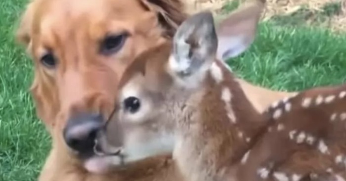  Friendship has arisen between deer and dog and the deer wants to introduce her babies to a dog