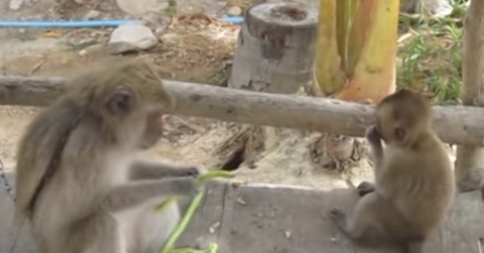  It’s even funny when a mother macaque began to punish her baby because he offended her cat friend