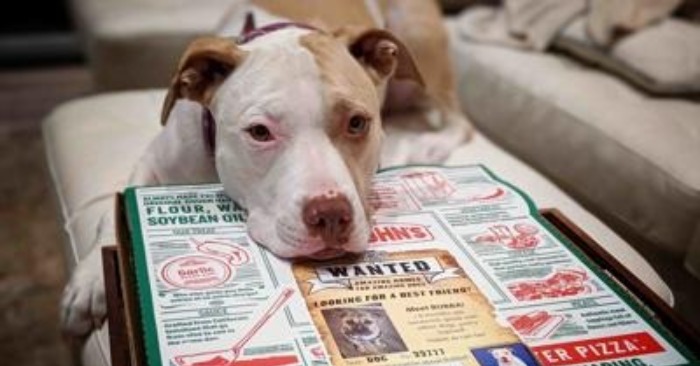  People were delighted when the pizzeria placed the boxes of food with photos of dogs from the shelter