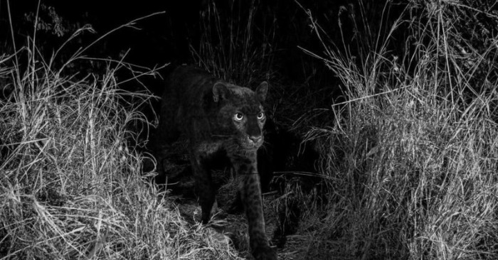  The happy photographer first photographed the rarest and most unique black leopard