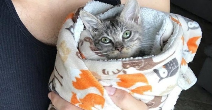  It’s interesting but a unique kitten is wrapped in a towel every time after cat food