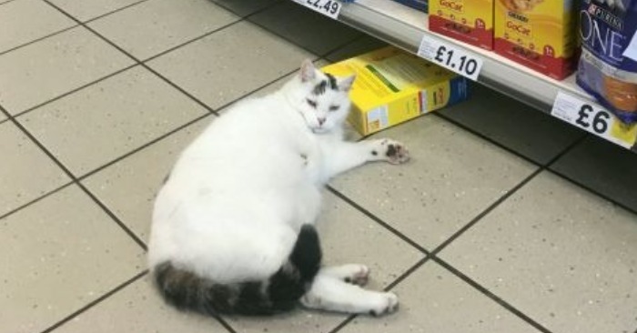  Funny cat wanted to steal cat food, but then fell asleep on a food box in the store