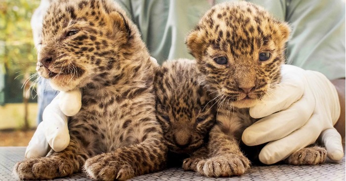  Babies were lost, but then there was a touching reunion of the leopard’s mother and her babies