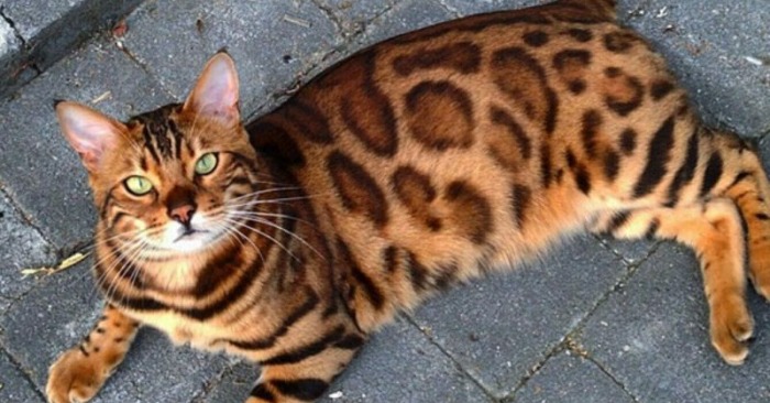  Bengal cat with beautiful fur and emerald, green eyes conquered millions of hearts