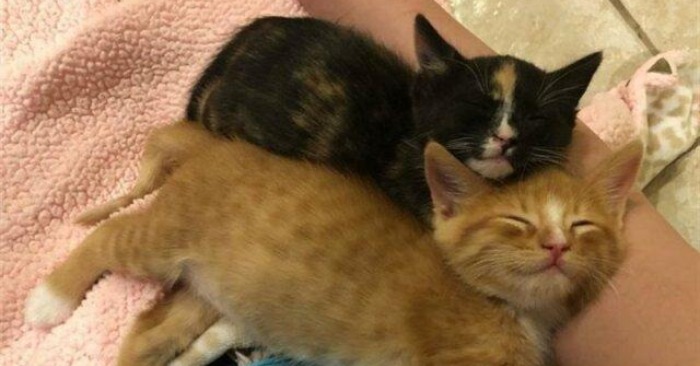  Cute kittens survived for several days on the street and finally, they are happy