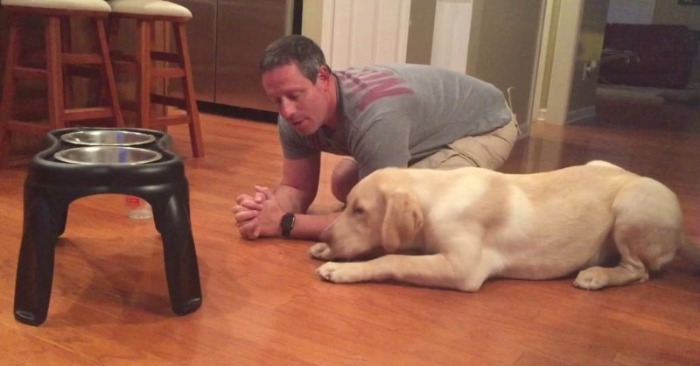  The owner of this Labrador puppy taught him to pray every time before meals