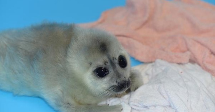  Very tiny and cute baby seal was looking for help and protection from people