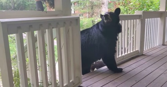  Mother bear surprises her human friend with adorable cubs as a way of gratitude