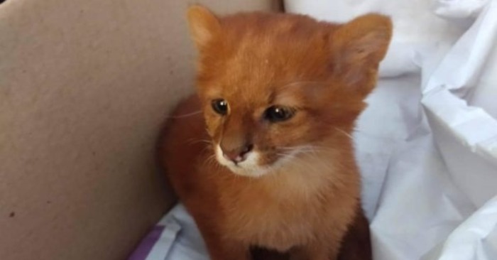  A woman took care of this cute kitten and did not imagine that he would not grow up as a cat