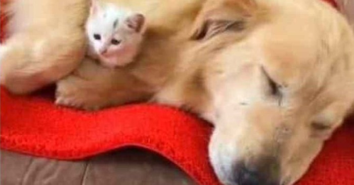  Unlikely Friendship: Dog Saves Lonely Kitten and They Form an Inseparable Bond