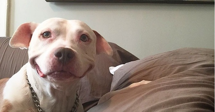 The cute smiley and lonely pit bull has finally found a kind owner and caring home forever
