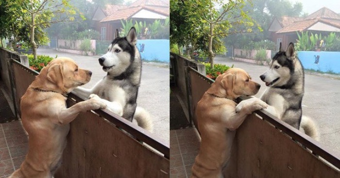 Dogs became friends and even the fence did not prevent them from always meeting