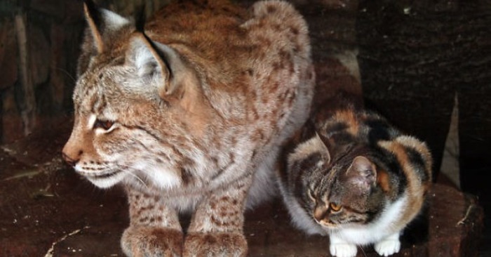  Unlikely Friendship: Loneliness Brings Together a Lynx and a Cat in an Unexpected Bon
