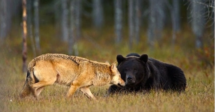  The Incredible Friendship between a Bear and a Wolf: Captivating Moments of Natural Connection