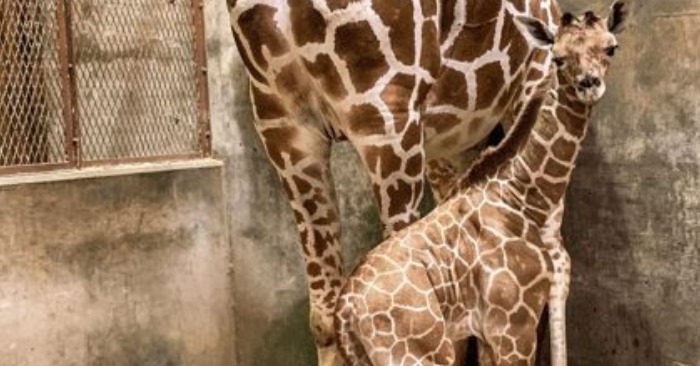  Welcome to the Family, Princess Milele: Memphis Zoo’s Newest Somali Giraffe Cub