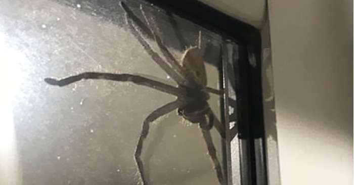  The Unexpected Houseguest: Annette Gray’s Welcoming Relationship with the Friendly Huntsman Spider