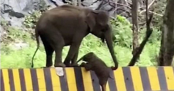  It’s so cute when this cute baby elephant couldn’t get over the barrier and then the mother came to help
