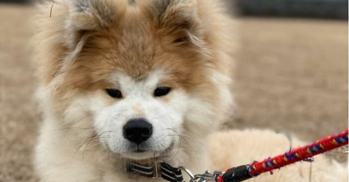  This cute and fluffy dog with an unusual head won millions of hearts