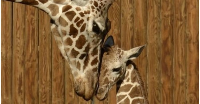  Kind and caring mother giraffe enjoys her motherhood after giving birth to a baby in the zoo