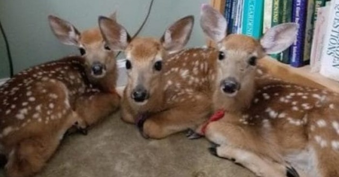 Surprising Visits: Woman’s Home Becomes a Haven for Deer Friends