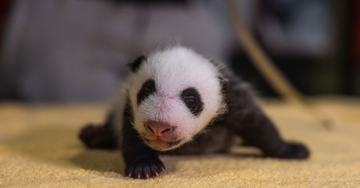  Double Blessing: Panda Mother Gives Birth to Two Healthy Cubs at Madrid Wildlife Sanctuary