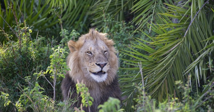  Close Encounter with Majesty: Photographer’s Startling Experience with a Roaring Lion