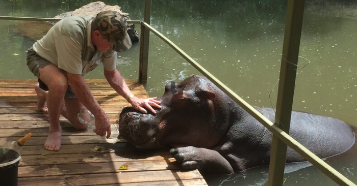  Unbreakable Connection: The Incredible Story of a Man and His Adopted Hippo