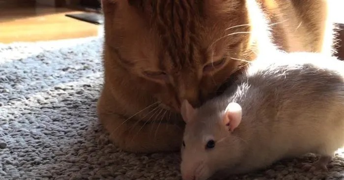  Unlikely Friendship: Cat and Rat Break Stereotypes and Become Inseparable