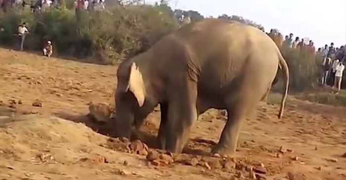 Incredible Rescue Mission: Locals Band Together to Reunite Mother and Baby Elephant
