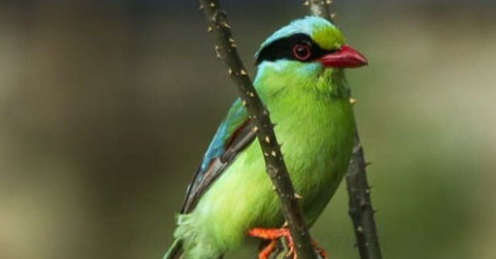  Witness the Breathtaking Beauty of the Green Magpie: Nature’s Colorful Marvel