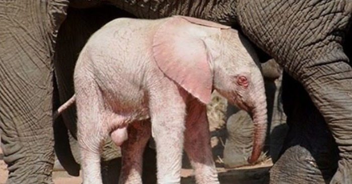  Unique Encounter: Pink-Skinned Albino Elephant Spotted in South African Wildlife Reserve