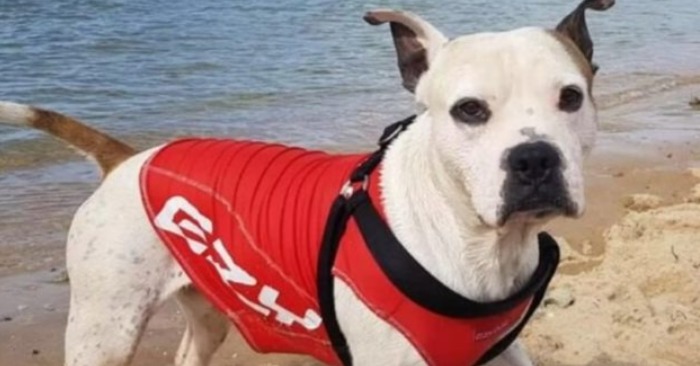  Faithful Companion: Dog’s Courageous Effort Rescues Struggling Swimmer