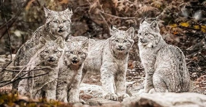  A Photographer’s Delight: Stunning Image of Lynxes Caught in a Perfect Pose