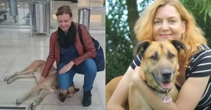  Unbreakable Bond: Stewardess and Stray Dog Form an Unforgettable Connection