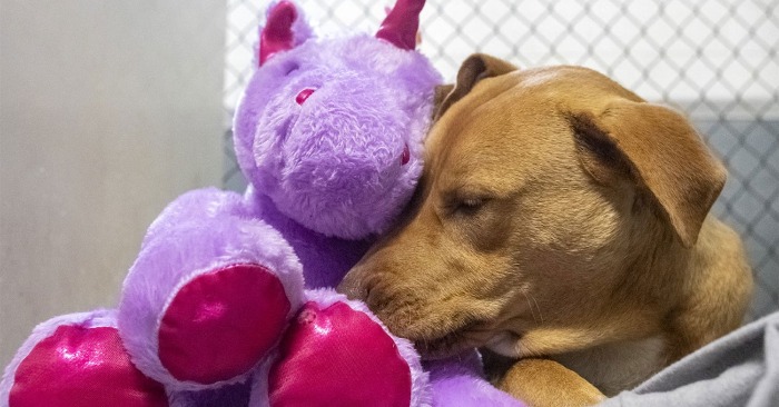  The Unexpected Connection: Stray Dog’s Love for a Toy Captivates Hearts and Leads to Adoption