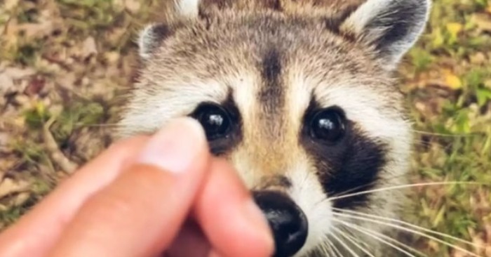  Friendship Across Species: Roxy the Raccoon and Her Babies Find a Loving Connection with a Human