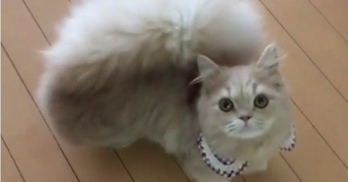  «Is that a squirrel?»: This cat with a squirrel-like tail becomes famous on Instagram