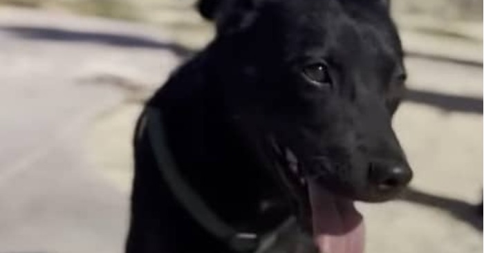  «True miracle»: This puppy couldn’t walk and the video of her bouncing goes viral