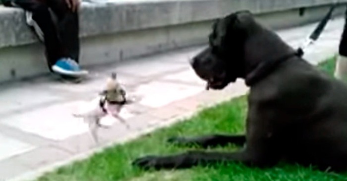  Cutest Dog Duo Ever: Tiny Chihuahua’s Hilarious Attempts to Take Down Huge Great Dane