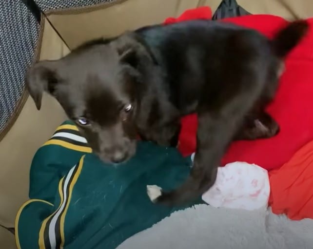 «True miracle»: This puppy couldn’t walk and the video of her bouncing ...