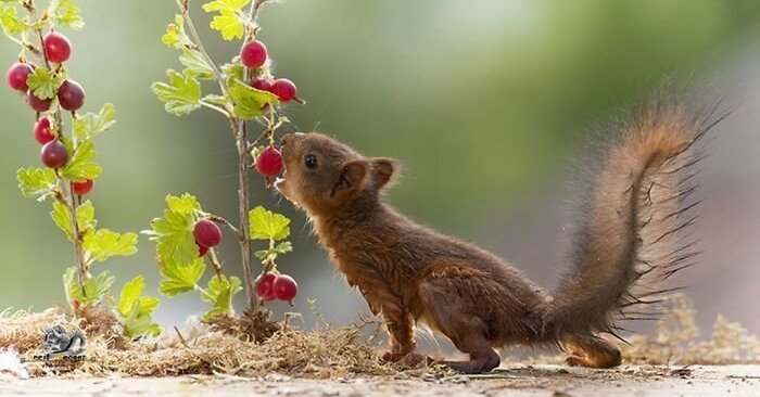  A photographer has filmed squirrels for 6 years and it turned out amazing and breathtaking
